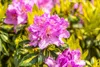 Rhododendron Hybride Goldflimmer 40-50 cm, im Topf, Produktbild-Vorschau 4