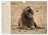 Löwen. Majestätische Kraft (Wandkalender 2027 DIN A4 quer), Produktbild-Vorschau 6