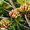 Indonesisches Premium Nelkenöl – 100% Naturreinheit Produktbild-Vorschau 7