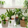 Relaxdays, sada 4 kusov hrdiel na zavlažovanie, objem 350 Náhľad obrázku produktu 2