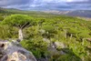 Sokotra Drachenblutbaum (Dracaena cinnabari)  - 1 Samen Produktbild-Vorschau 2