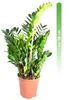 Zamioculcas zamiifolia, im 17cm Topf, Glücksfeder, Höhe ca. Produktbild-Vorschau 3