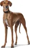 Hunter Windhundhalsband Super Soft Produktbild-Vorschau 11