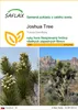SAFLAX - Joshua Tree - Yucca brevifolia - 10 Semená Náhľad obrázku produktu 1