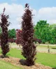 Rotbuche Dawyck Purple 80-100 cm, im Topf - Fagus sylvatica Produktbild-Vorschau 2