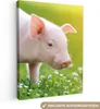 MuchoWow® - Leinwandbilder - Tiere - Ferkel - Schwein, Produktbild-Vorschau 1