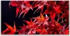 Tulup Leinwand-Bilder 120x60 Wandbild Canvas Kunstdruck Produktbild-Vorschau 1