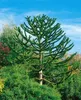 Araucaria araucana, Andentanne, 40–50 cm Produktbild-Vorschau 11