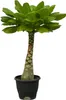 Vulkanpalme Brighamia insignis Zimmerpflanze 25cm hoch Produktbild-Vorschau 1
