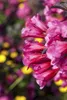 Weigelie Victoria 40-60 cm, im Topf - Weigela florida Produktbild-Vorschau 4