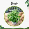 Enseleits Stevia - Süßkraut - Stevia Rebaudiana 2 Pflanzen, Produktbild-Vorschau 3