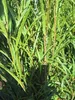 Säulen-Faulbaum Fine Line ® - Farnblättriges Pulverholz - Produktbild-Vorschau 2