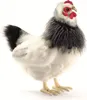 Huhn Frankreich schwarz-weiß-grau 30 cm Produktbild-Vorschau 1