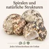 Nahaufnahme der Spiralen und natürlichen Strukturen der Turbanschnecken Produktbild-Vorschau