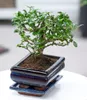 BALDUR Garten 1x Bonsai Carmona Fukientee mit Schale, Produktbild-Vorschau 1