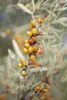 Hippophae rhamnoides, Sanddorn, 60–100 cm Produktbild-Vorschau 4
