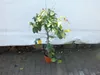 Oferta prawdziwe drzewko cytrynowe 100-130 cm cytryna Podgląd zdjęcia produktu 2