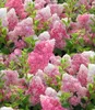 A close-up view of a dense cluster of pink and white hydrangeas with green leaves. Produktbild-Vorschau