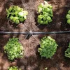 Kit irrigazione automatica universale Easy Drip 10m² Anteprima dell’immagine prodotto 2