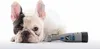 A French Bulldog lies on a white surface next to a Dremel pet nail grinder. Podgląd zdjęcia produktu