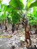 Banane naine (Musa acuminata) - 5 graines Voir les images du produit 2