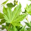 Bloomique - Acer Palmatum Going Green - Japanischer Ahorn - Produktbild-Vorschau 4