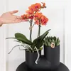 Kolibri Orchids KOMBINOVANÁ NABÍDKA: 4 oranžové orchideje Náhled obrázku produktu 7
