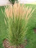 Stauden Gänge 1 x Calamagrostis x acutiflora 'Karl Förster' Produktbild-Vorschau 4