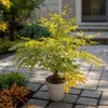 A potted Japanese maple tree with green and yellow leaves sits on a stone patio. Podgląd zdjęcia produktu
