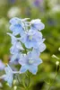 Delphinium Pacific 'Astolat', Rittersporn, rosa-lila, ca. Produktbild-Vorschau 5