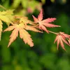 Bloomique - Lot de 4 - Acer palmatum - Orange Dream, Going Voir les images du produit 4