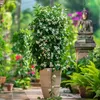 Jasmin - Jasminum polyanthum - Höhe 60-70cm - ⌀17cm Produktbild-Vorschau 4
