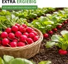 Radieschen Riesenbutter Samen - Raphanus sativus - Produktbild-Vorschau 7