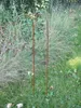 2 Stück (2er-Set) Gartenstab m. Haken, Laternenhaken, Produktbild-Vorschau 1