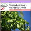 SAFLAX - Prawdziwy Chmiel - 50 Nasiona - Humulus lupulus Podgląd zdjęcia produktu 5