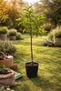 Apfelbaum Red Chief 100–140 cm – Malus domestica, roter Produktbild-Vorschau 2