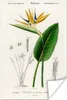 MuchoWow® Poster Pflanze - Vintage - Blatt 120x180 cm - Produktbild-Vorschau 1