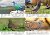 Taubenzauber DIN A5 Kalender für 2027 Vogel - Seelenzauber Produktbild-Vorschau 4