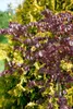 Blutbuche Purpurea 60-100 cm, im Topf - Fagus sylvatica Produktbild-Vorschau 6