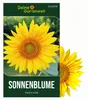 Zwergsonnenblumen Pacino Gold Samen - Helianthus annuus - Produktbild-Vorschau 1