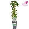 A potted climbing plant with a wooden trellis, presented against a white background. Produktbild-Vorschau