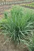Stauden Gänge 1 x Panicum virgatum 'Blue Fountain' im 1 Produktbild-Vorschau 6