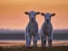 CALVENDO Puzzle Lamm-Zwillinge vor Abendhimmel | 1000 Teile Produktbild-Vorschau 3