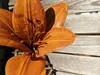 Edelrostoptik Blume Lilie, Susan (kleine Blätter) Produktbild-Vorschau 2
