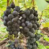 Winorośl Alwood 2L Podgląd zdjęcia produktu 5