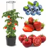 Tomatenpflanze aus Kunststoff Pflanzkübel 18 L, Produktbild-Vorschau 1