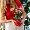 Kolibri Orchids – OFERTA KOMBINOWANA: 4 czerwone storczyki Podgląd zdjęcia produktu 4