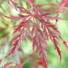 Acer palmatum \'Garnet\' – Japanischer Ahorn – Strauch – Produktbild-Vorschau 3