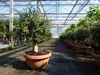 Olivenbaum Bonsai 100 - 120 cm Formgehölz, Olive Produktbild-Vorschau 5