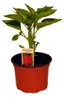 Enseleits Rote Blockpaprika "Indired F1" im 12cm Topf, Produktbild-Vorschau 3